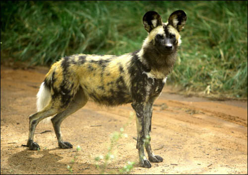 ALBINISM in VARIOUS DOG BREEEDS