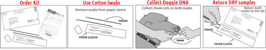 DNA TEST MUTT DOGS