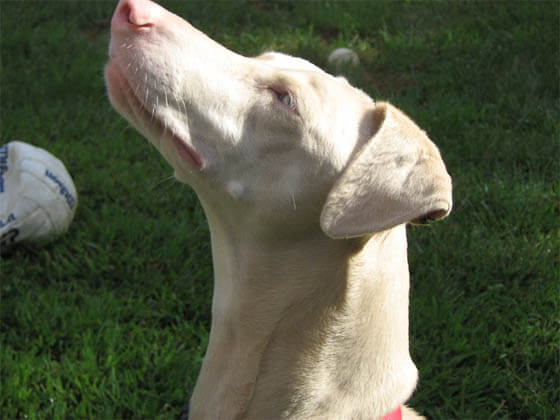 ALBINISM IN DOGS, REAL ALBINO DOG