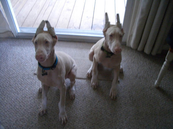 CARE OF ALBINO DOG and PUPPIES