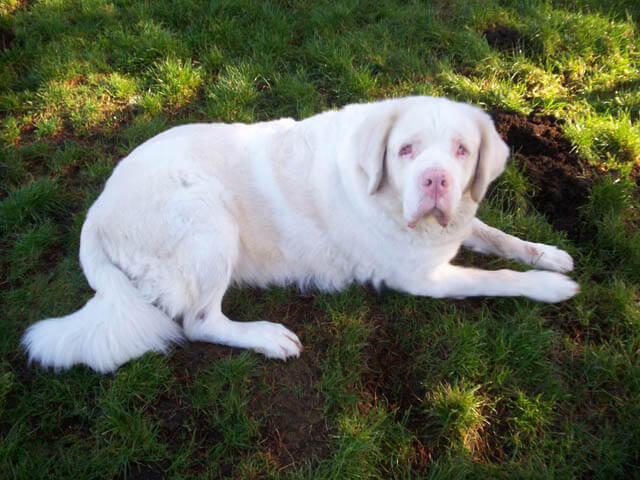 ALBINISM in VARIOUS DOG BREEEDS