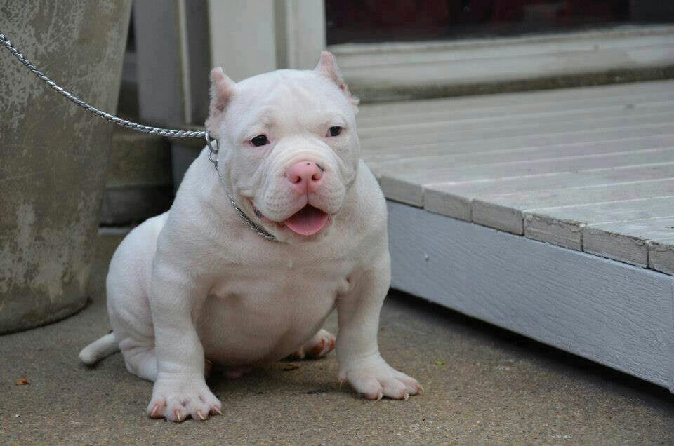 ALBINISM in VARIOUS DOG BREEEDS