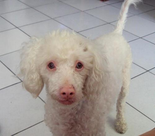 ALBINISM in VARIOUS DOG BREEEDS