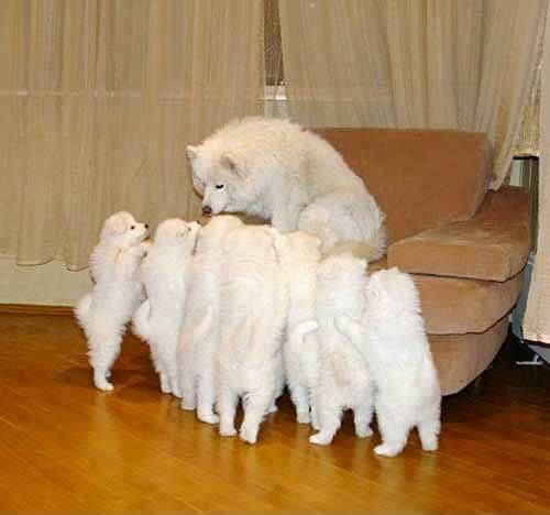 CARE OF ALBINO DOG and PUPPIES