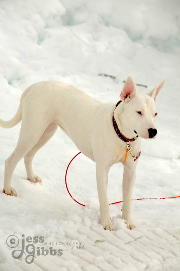 ALBINO DOGS HISTORY & ORIGINS