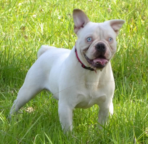 CARE OF ALBINO DOG and PUPPIES