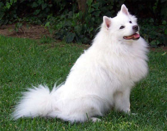 ALBINISM IN DOGS, FAKE ALBINO DOG