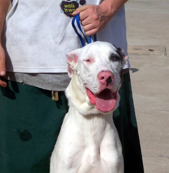 WHITE vs ALBINO DOGS, ALBINISM IN DOGS, ALBINO DOG and PUPPY