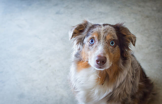 DEAF DOG and PUPPY, DEAFNESS in DOGS