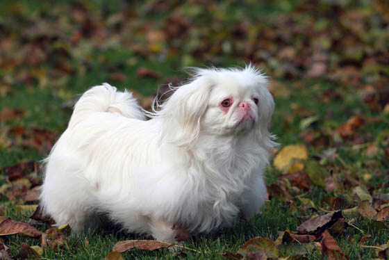 RED EYES ALBINO DOGS, WHITE DOGS