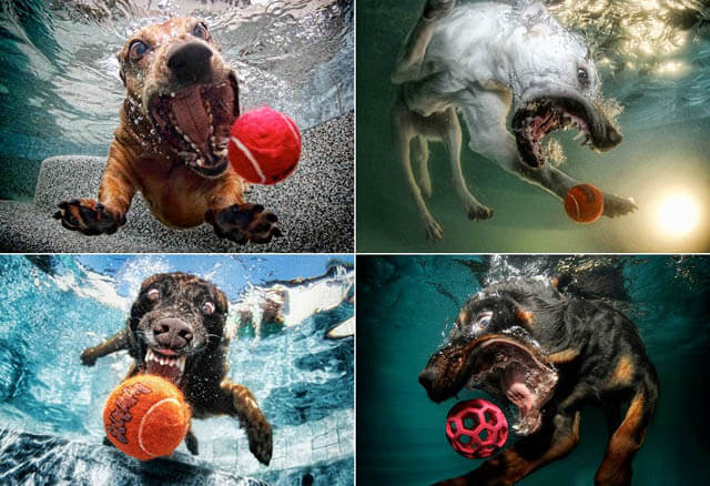 Watch dog and puppy underwater video