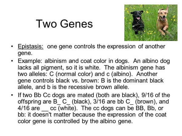 ALBINISM IN DOGS, ALBINO DOG and PUPPY