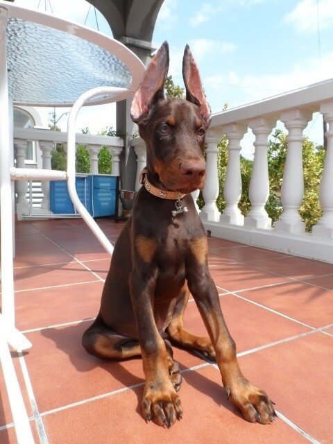 Dog and Puppy Ear