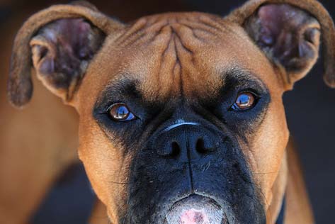 Dog and Puppy Ear