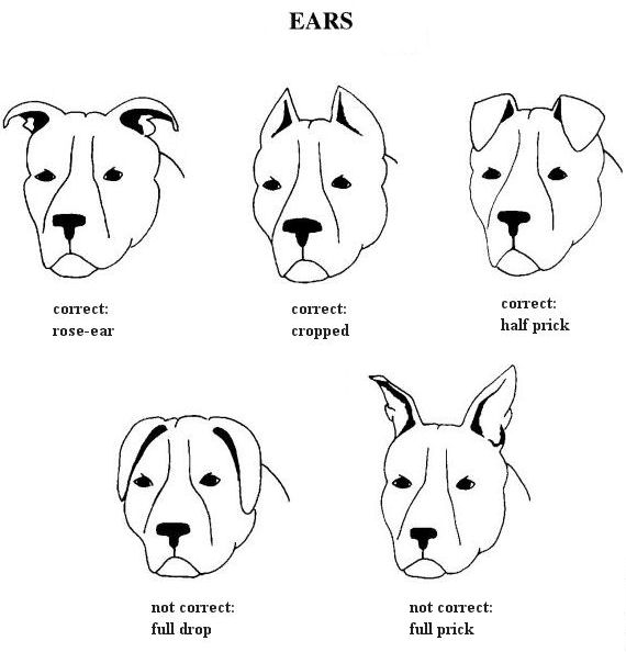 DOG EAR CROPPING