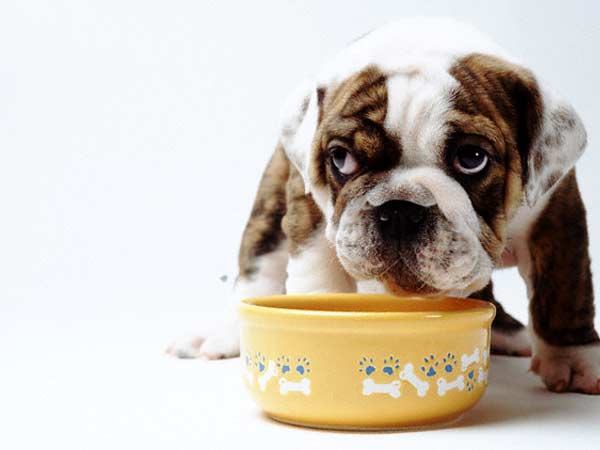 WHAT FOOD YOUR DOG SHOULD EAT