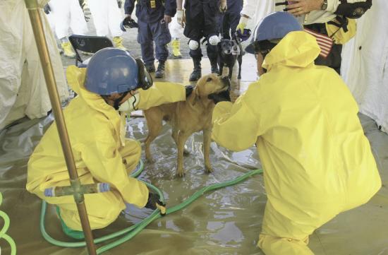 GUS - this photo (c) by Dog Heroes of September 11th. Kennel Club Books