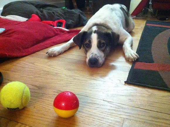 http://www.dogica.com/DOG/labrador/Babble-balls-blind-dog-toy-game.jpg