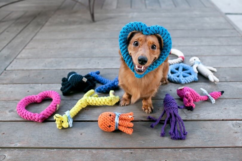 Blind Dog Tips Care and Support How to Walk a Blind Dog DOGICA