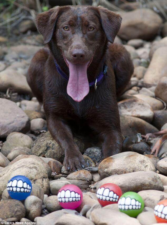 DOG and PUPPY TEETH TOYS - DOG TEETHBALL