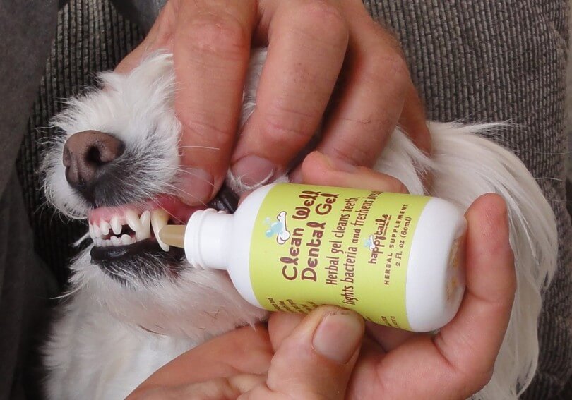 BEST DOG AND PUPPY TEETH CLEANING REMEDIES and PRODUCTS