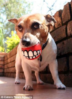 DOG TEETH CLEANING GUINNESS RECORD ATTEMPT