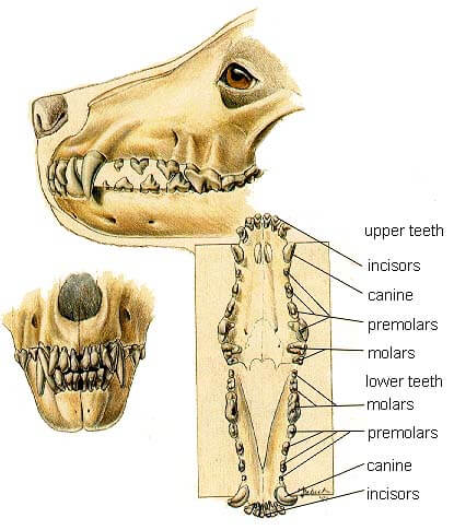 DOG TEETH, JAWS