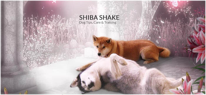 WWW.SHIBASHAKE.COM