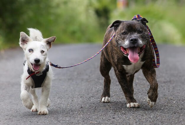 http://www.dogica.com/DOG/labrador/seeing-eye-for-blind-dog.jpg