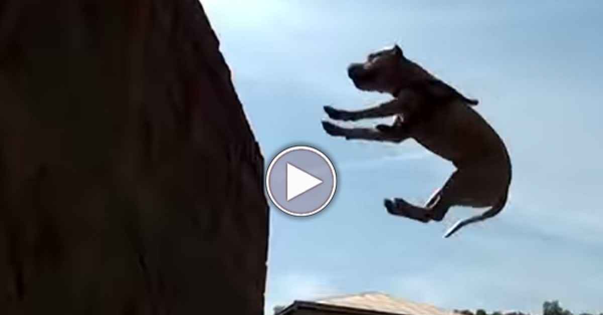 TEACH YOUR DOG PARKOUR