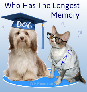 Dog Memory vs Cat Memory: Long-term, Short-term, General