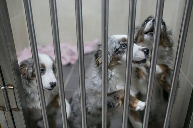 Three Australian shepherds, all cloned, at Dr. Hwang's Sooam Biotech Research Foundation - This Photo is courtesy Jean Chung for New York Times