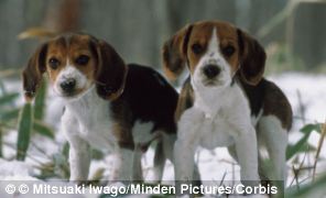 Dog Cloning Genes Edit