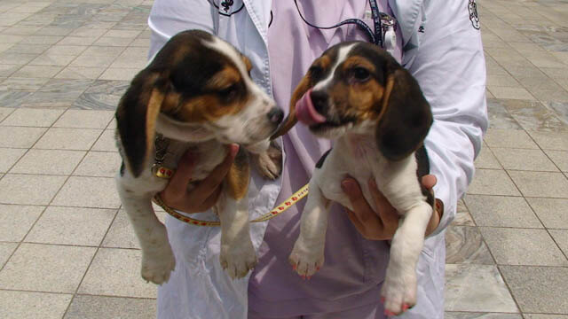 Hercules, at left, and Tiangou, the world's first gene-edited dogs, from MIT Technology Review - Dog Cloning Genes Edit