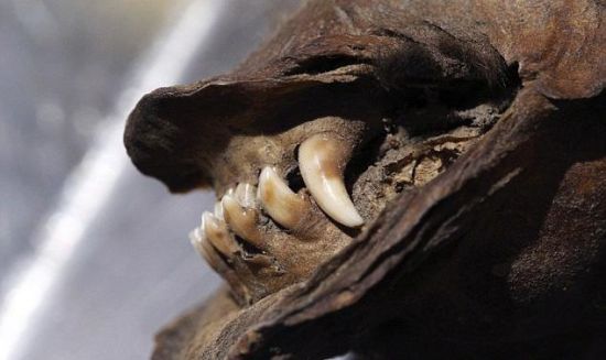 DUBBED TUMAT DOG - 12.000 YEARS OLD ANCIENT DOG MUMMY WILL BE CLONED - Photo provided to China News Service