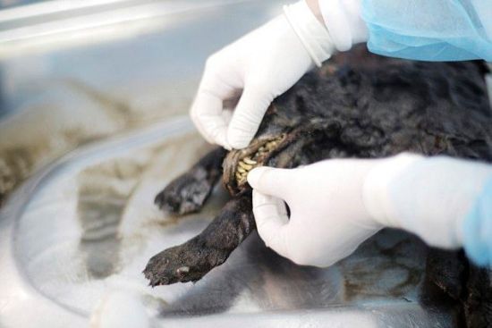 DUBBED TUMAT DOG - 12.000 YEARS OLD ANCIENT DOG MUMMY WILL BE CLONED - Photo provided to China News Service