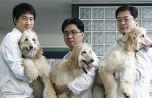 Dog Cloning Contest