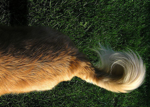 DOG and PUPPY TAIL
