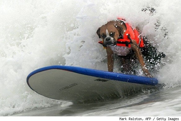Free Surfing Dogs Photos