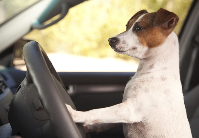 dog in car