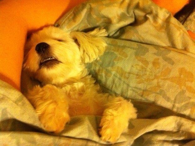 DOG SLEEP DREAM POSITION