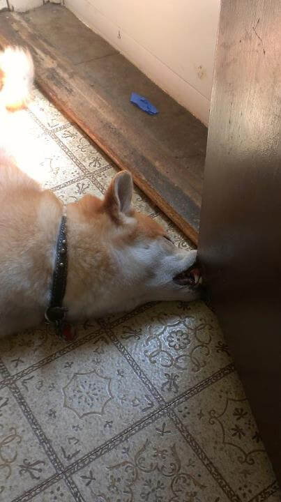 DOG SLEEP DREAM POSITION
