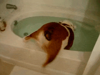DOG BATH