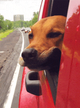 DOG IN CAR VIDEOS