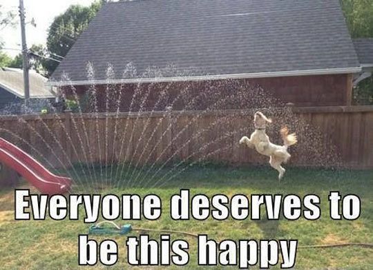 Dog and puppy toys