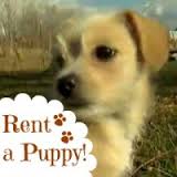 Rent a Dog