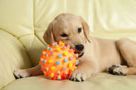 Dog and puppy toys