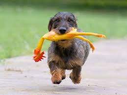 Dog and puppy toys