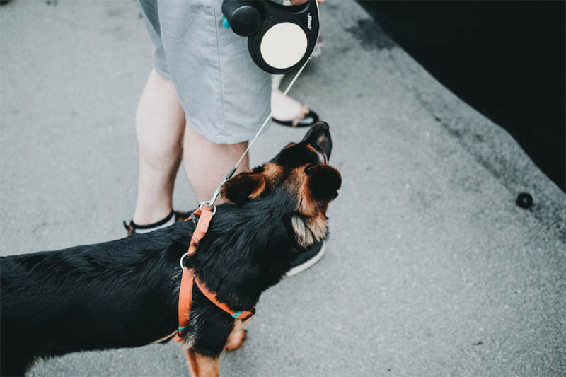 PERSONALISED RETRACTABLE DOG LEAD: WHERE TO BUY?