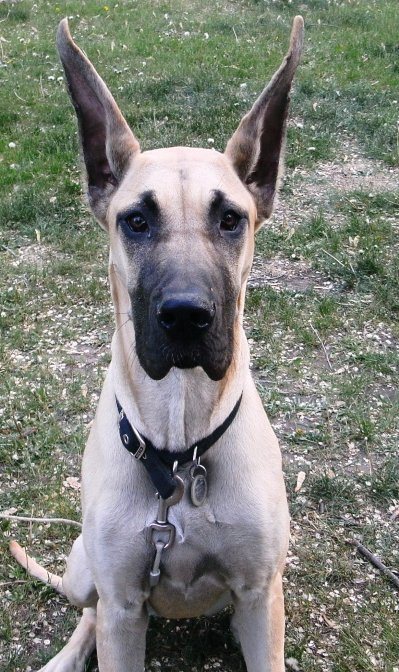 Dog and Puppy Ear